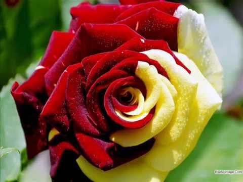 Tere liye meri sanse....