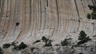 Skamienieliny  Prehistorycznch  Drzew - Gigantyczne Drzewa rosly na Ziemi