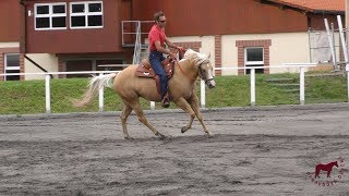 Výcvik Koně Po Obsednutí