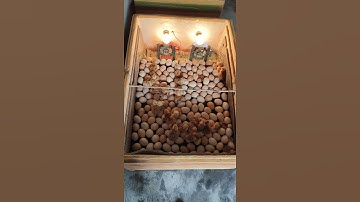 homemade incubator eggs hatching 🐣🐣🐣
