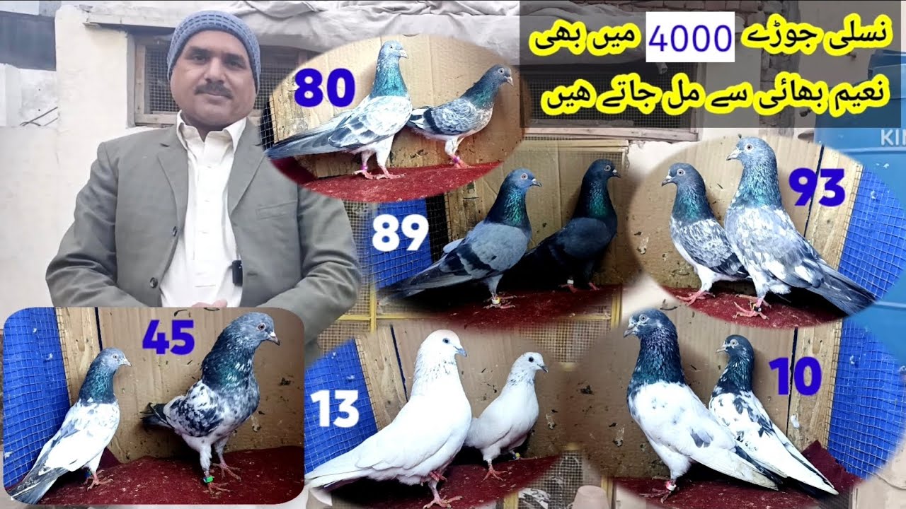 Pigeon pairs best quality pairs