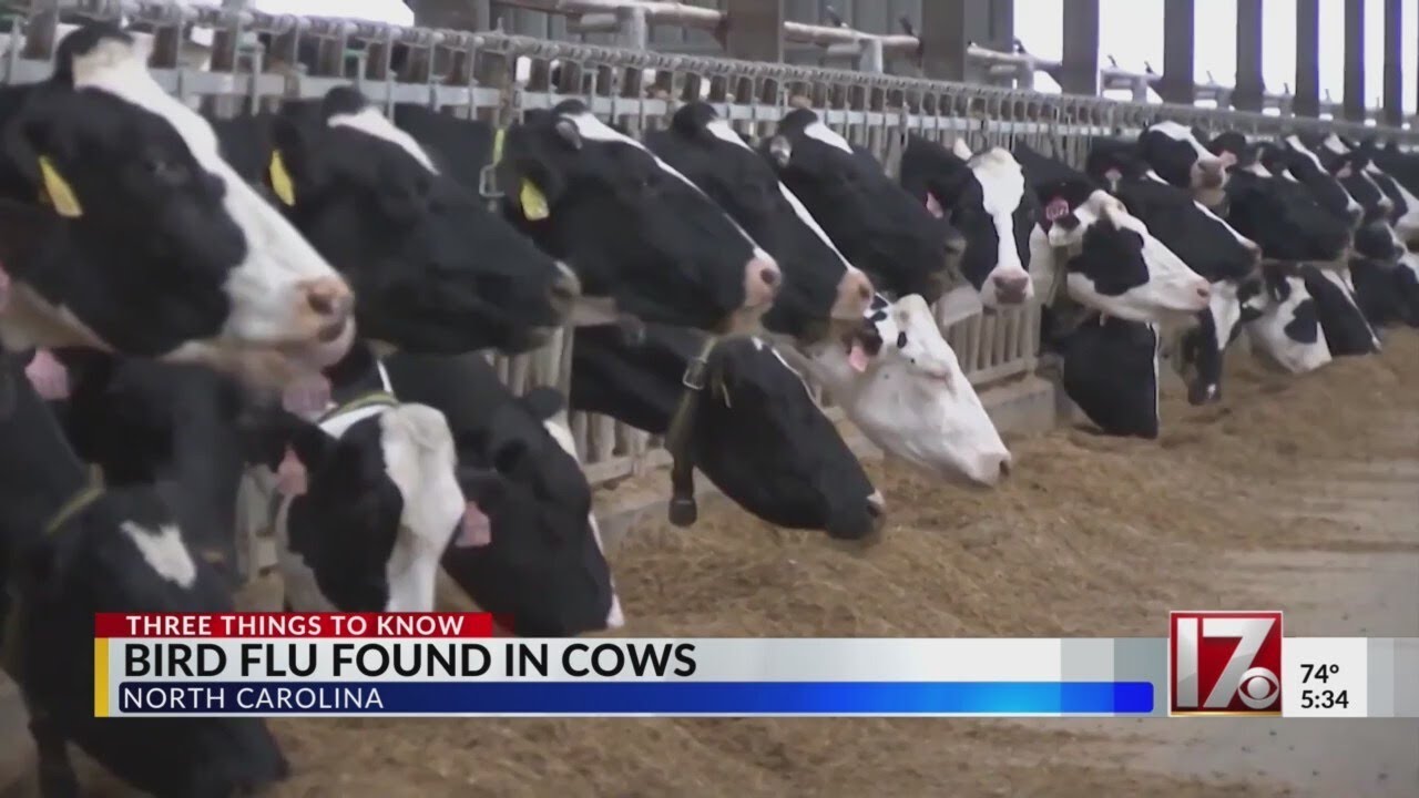 Bird flu found in NC dairy cows - YouTube