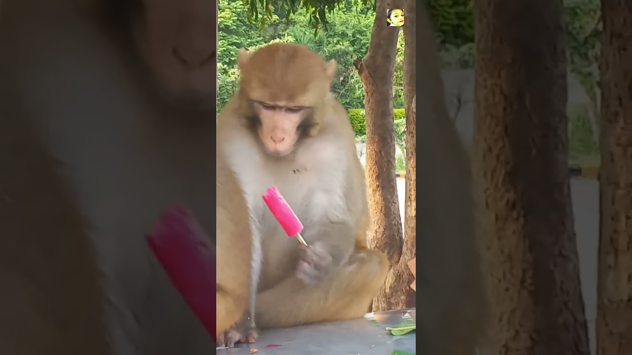 Monkey Eating Qulfi At Daman E Koh Islamabad 