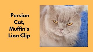 Persian Cat's Lion Clip by Love Cats Groomer 314 views 2 years ago 6 minutes, 28 seconds