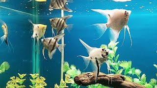 New Angelfish For Community Aquarium