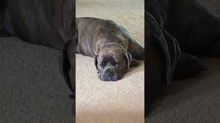 Guard Dog Sleepy Time!!!❤️❤️❤️