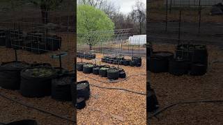 DIY Cattle Panel Arch Trellis for Vertical Gardening!