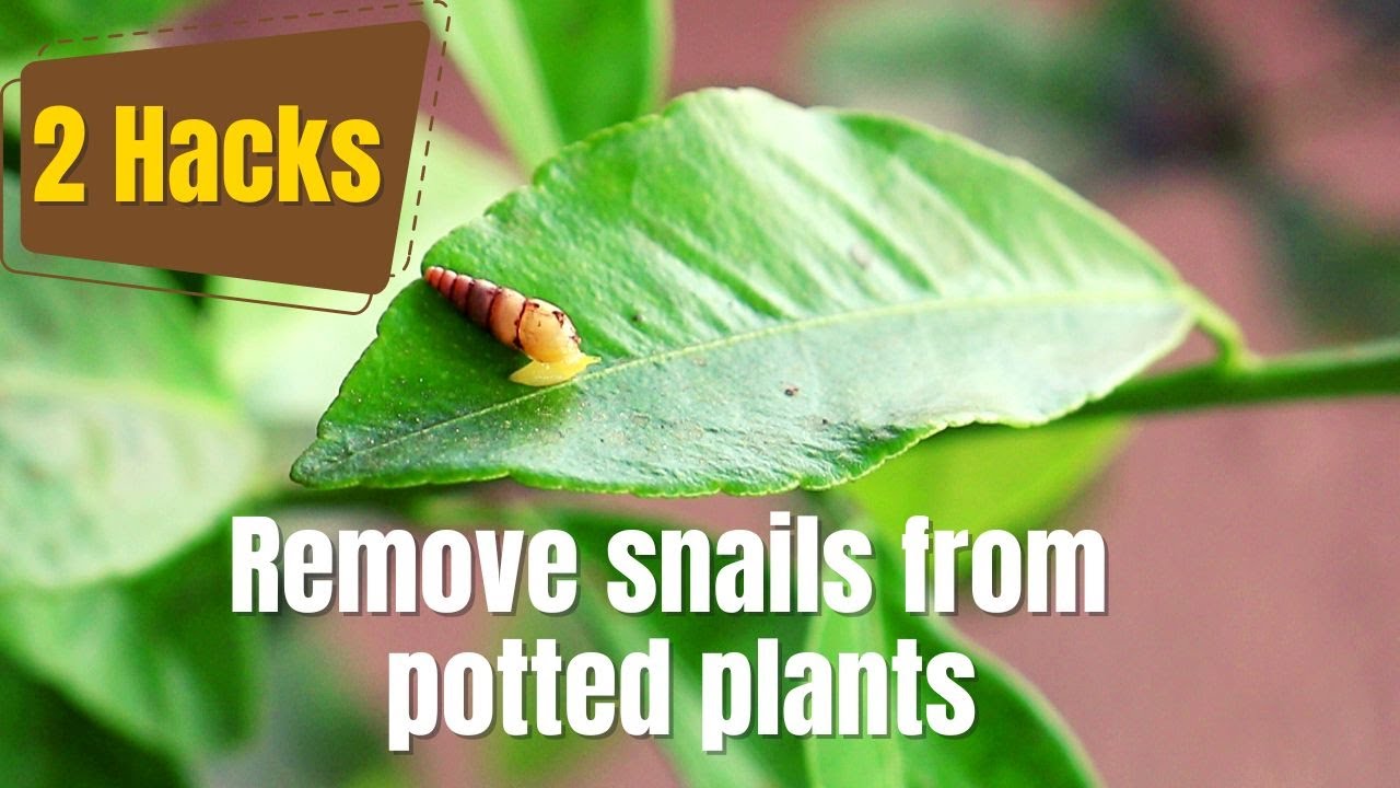 Remove Snails From Potted Plants Without Damaging The Soil YouTube remove-snails-from-potted-plants-without-damaging-the-soil-youtube