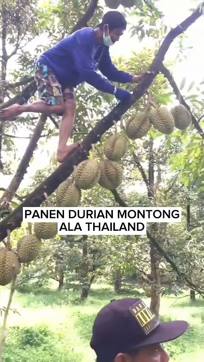 panen durian montong di thailand