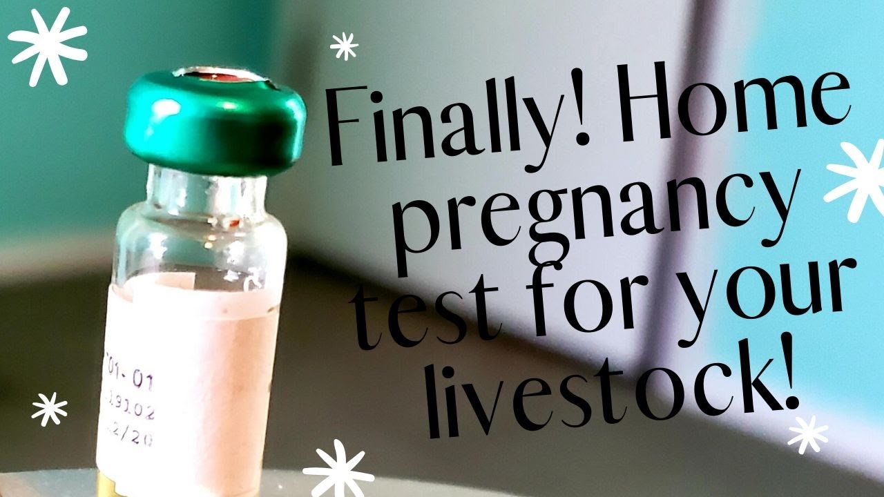 36 Livestock Home Pregnancy Test Let's test our goat! YouTube