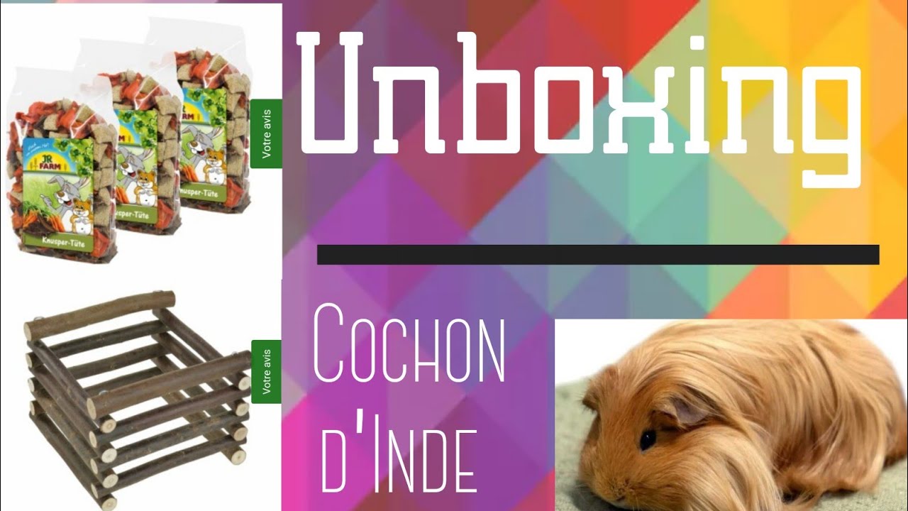 Unboxing - Cochon d'inde ( maxi zoo )
