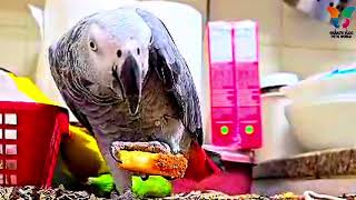 Happy African Grey Eating Crunchy Sound #beautiful #africangrey #parrot #sound #eating #food