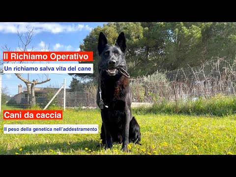 Video: L'errore di un Pit Bull sottolinea le incoerenze delle leggi aggressive sui cani