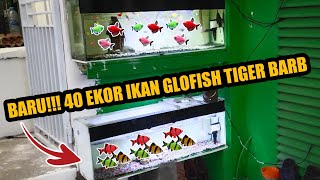 BELI 40 EKOR IKAN GLOFISH TIGER BARB HANYA 5RIBU PER EKOR || GLOFISH CARE