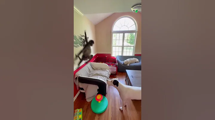 Happiest monkey around 😂🐒🤪 #funny #play  #skateboard #jump #skills #animal #monkey #spidermonkey