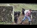 JAF - Pastos Da Criação Funda - Ilha Terceira - Açores - Portugal