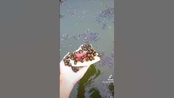 Chàng kĩ sư điện bỏ phố về quê chăn con với chi phí gần như bằng không |  nuôi ốc bươu đen