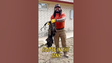 Big wad of tree roots in the septic tank  #shorts