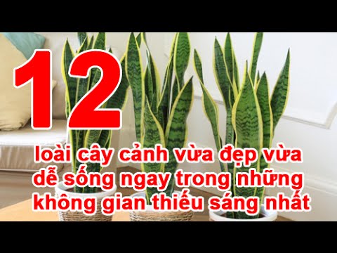 Video 12 loài cây cảnh dễ sống trong những không gian thiếu... - youtube