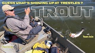 Guess what's showing up at Trestles   Trout