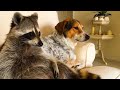 Watch This Before You Get A Pet Raccoon