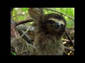 Sloth  swim back official sloth meme song
