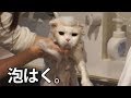シャンプーで泡あわ・ふわふわな猫。スコティッシュフォールドのはく