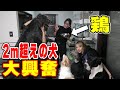 【多頭飼い】超大型犬にニワトリ頭をあげてみたら猛獣に…‼︎