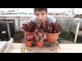 Carniplant-Plantas carniÌvoras-Conozcamos la Sarracenia purpurea