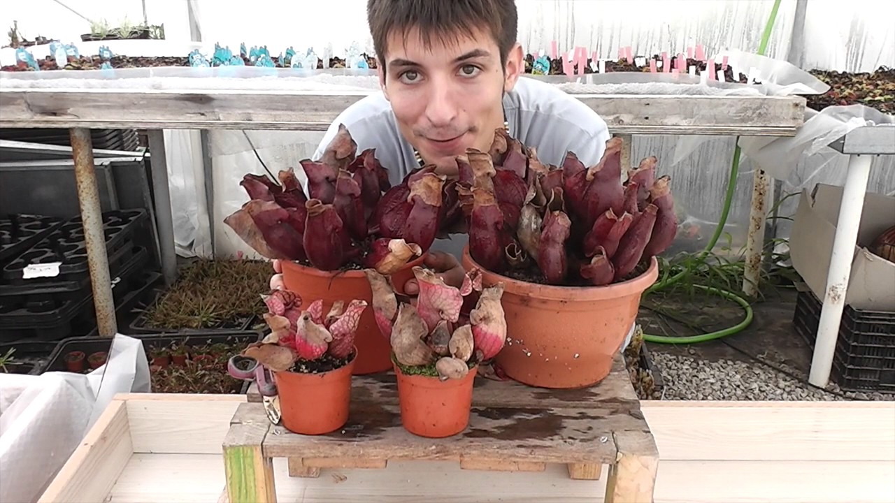 Conociendo Sarracenia purpurea