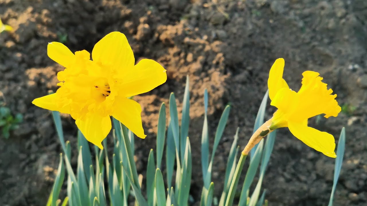 Narcissus King Alfred, a vivid yellow long cupped trumpet daffodil for the garden