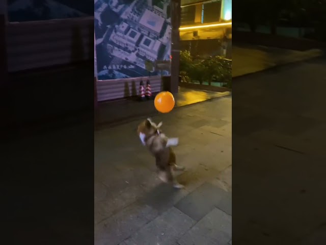 #shorts Cute dog is playing balloons slipped class=