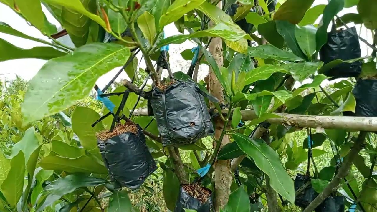 Mít tố nữ vị sầu riêng 