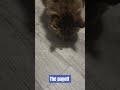 #catshorts #furryfriend #youtubeshorts #petshub #pets #shorts