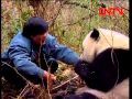 回家 - 大熊貓高高 ( Giant Panda Gao Gao Returning Home)