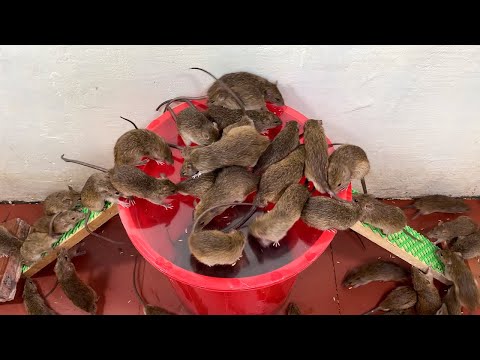 Best Mouse Traps | The most effective simple homemade mouse trap | Traps with plastic buckets