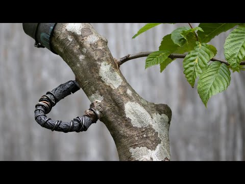 Thread Grafting: Hornbeam