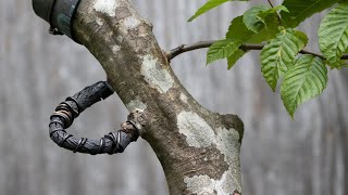 Thread Grafting: Hornbeam