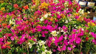 Bougainvillea American Hibiscus Beli Flower Rose Ziniya At Galiff Street by Bangla No. 1 512 views 4 weeks ago 3 minutes, 16 seconds