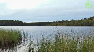 Wildlife and gentle classical music for the soul The unique singing of birds by Звуки природы Павел Relaxik 884 views 10 months ago 30 minutes