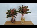 Trồng cây phú quý thủy sinh -Growing Aglaonema plants in Water