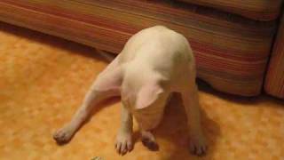 Миниатюрный бультерьер Сахарок | Miniature bull terrier Миниатюрный бультерьер Сахарок | Miniature bull terrier