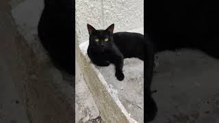 Beautiful Cat Looking At Me