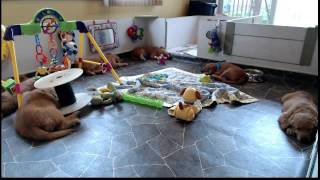 Golden Retriever Puppy Cam Live Stream