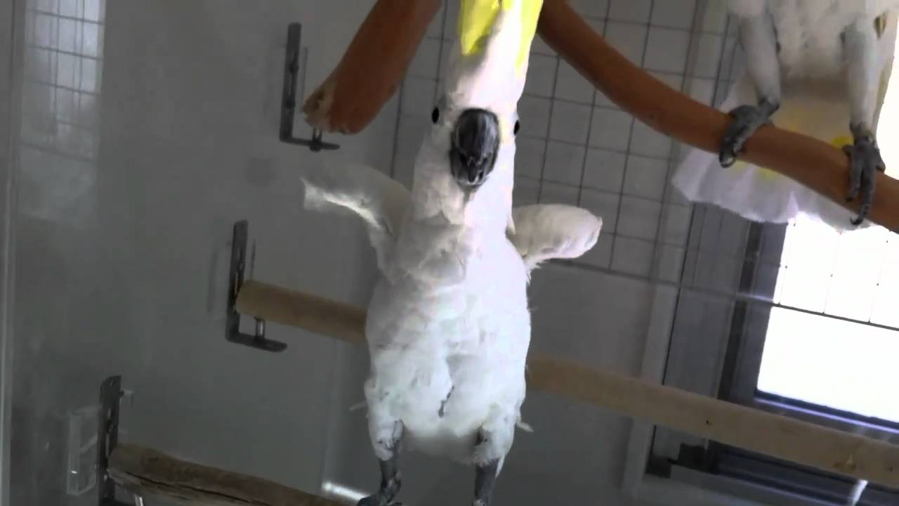 アルーキバタンのばんざーい Parrot Shouts Banzai Youtube