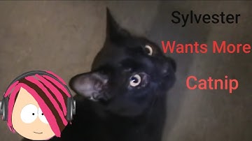 VICTORIA LOVESGAMES REACTS: Talking Kitty Cat 8 - Catnip Addiction Help!