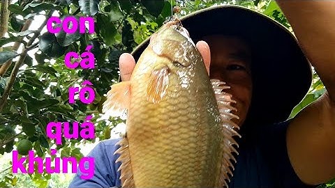 câu cá rô đồng, bầy cá đói mồi giành ăn @TAMCARO