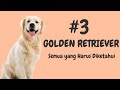 Fakta Golden Retriever | Fakta-fakta yang Harus Diketahui tentang Anjing Golden Retriever