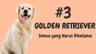 Fakta Golden Retriever | Faktafakta yang Harus Diketahui tentang Anjing Golden Retriever