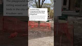 Chicago Rat Population Evicted by Alderman Timmy Knudsen in 43rd Ward's OZ Park #chicago #shorts